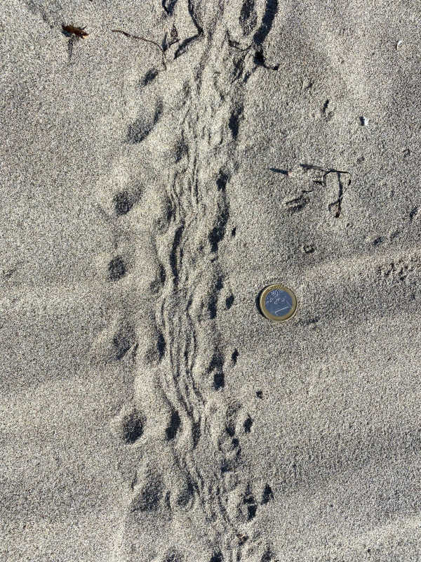 Nel Parco Del Delta Del Po Veneto Si Sono Schiuse Le Prime Uova Di