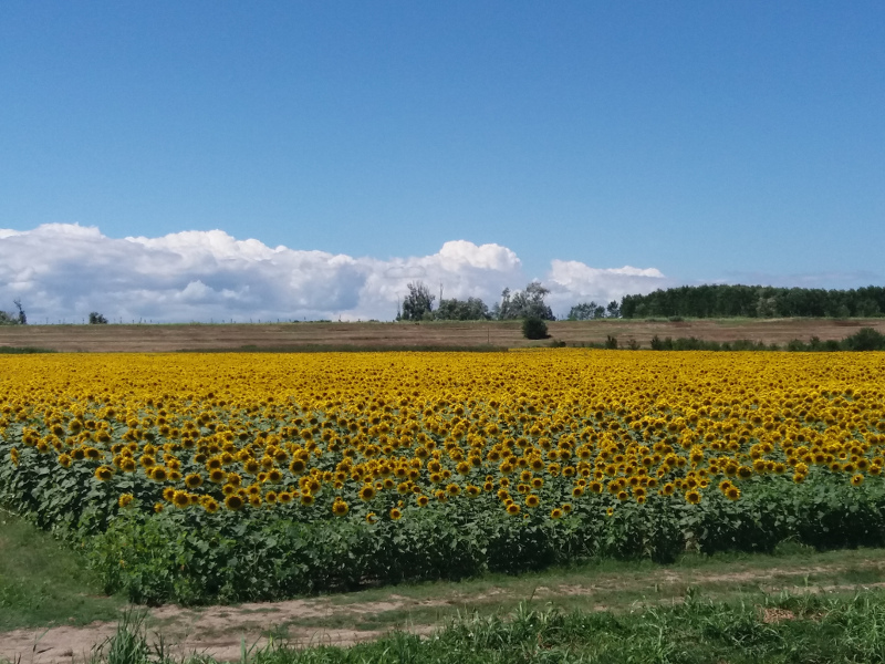 Campo di girasoli presso San Basilio