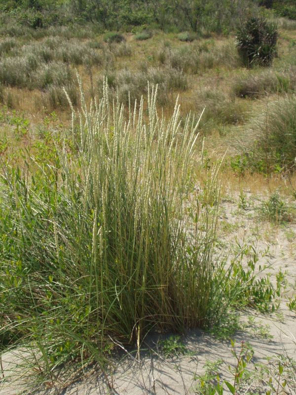 Ammophila littoralis