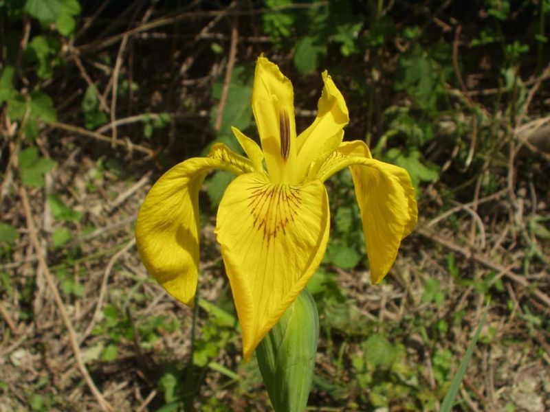 Iris pseudacorus