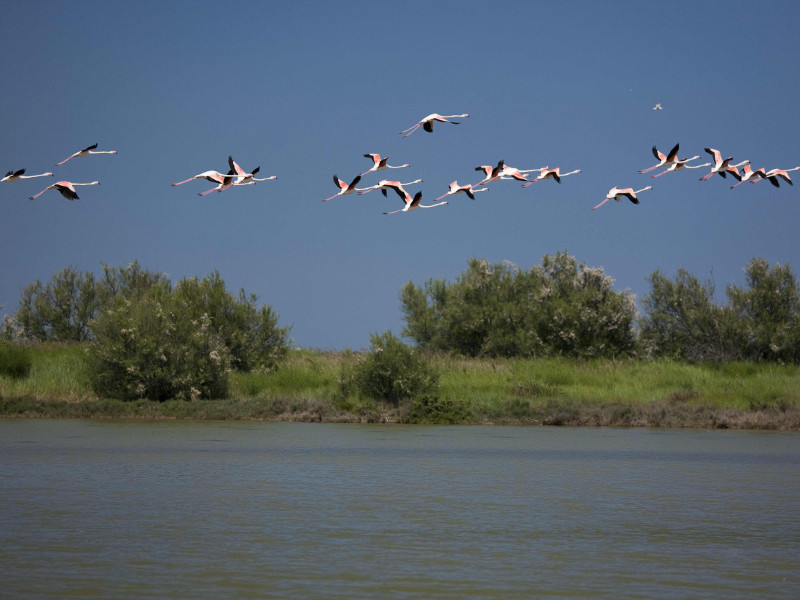 Fenicotteri in Valle Bagliona, Rosolina (RO)